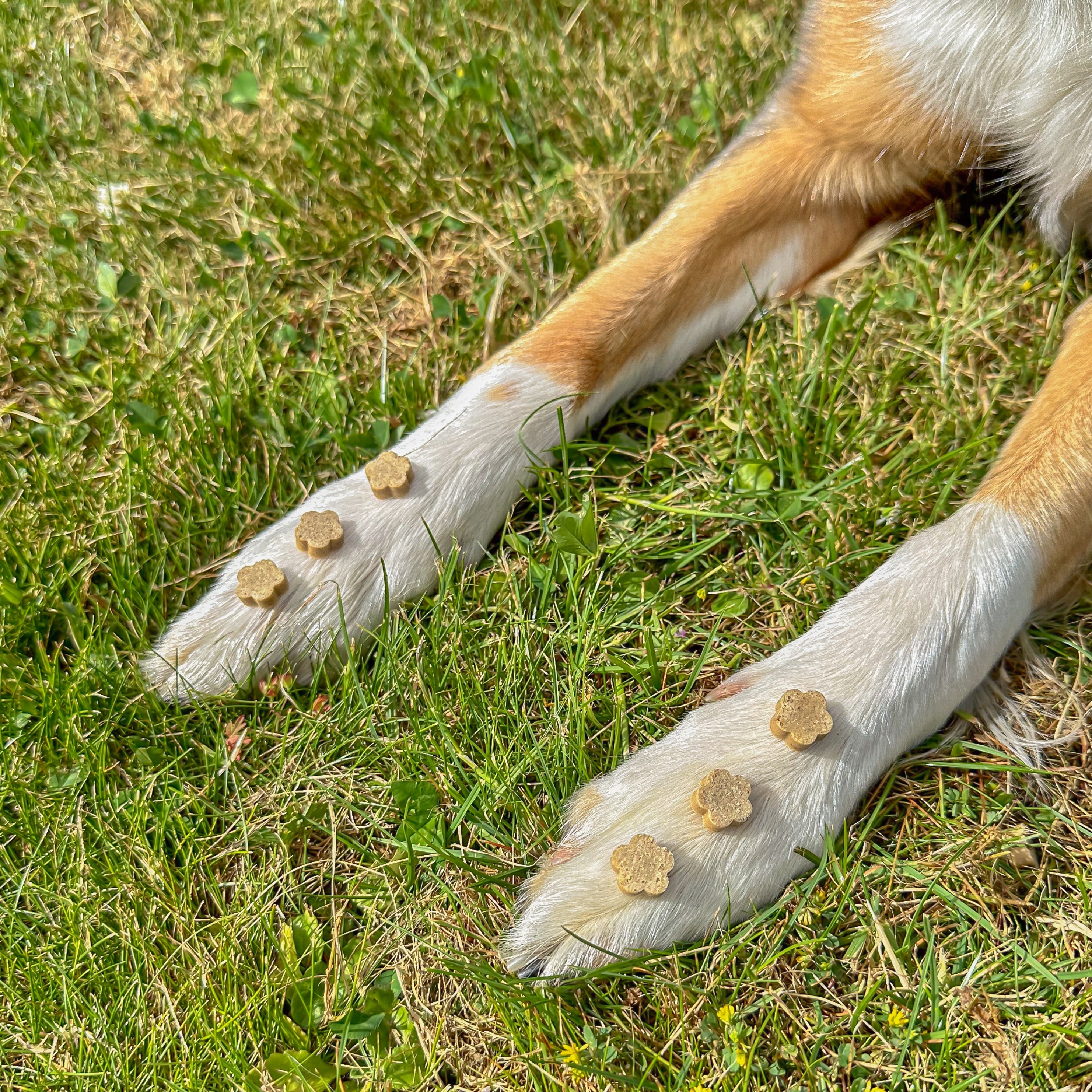 Pumpkin Spiced Latte Healthy Bites