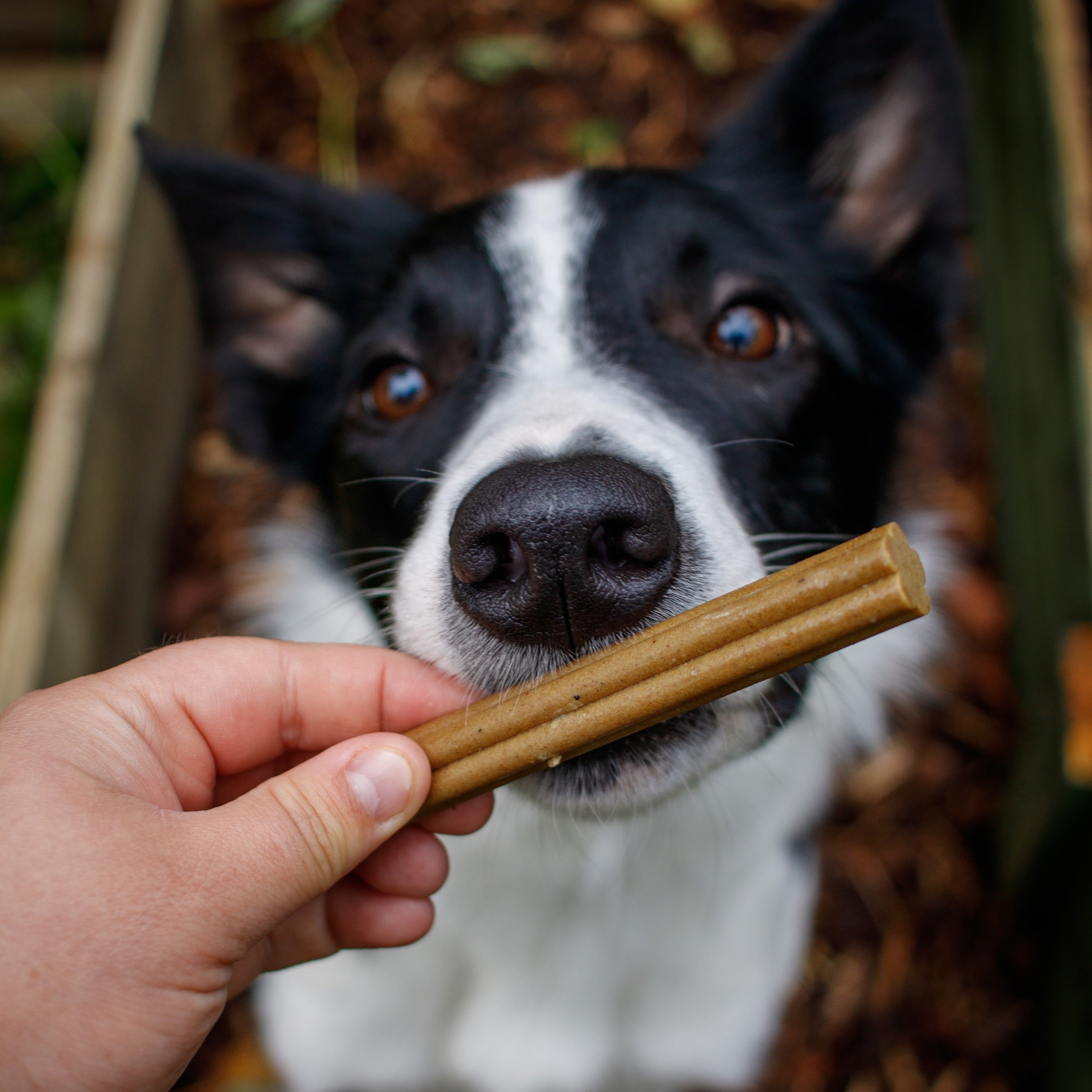 Pumpkin Spiced Latte Dental Sticks