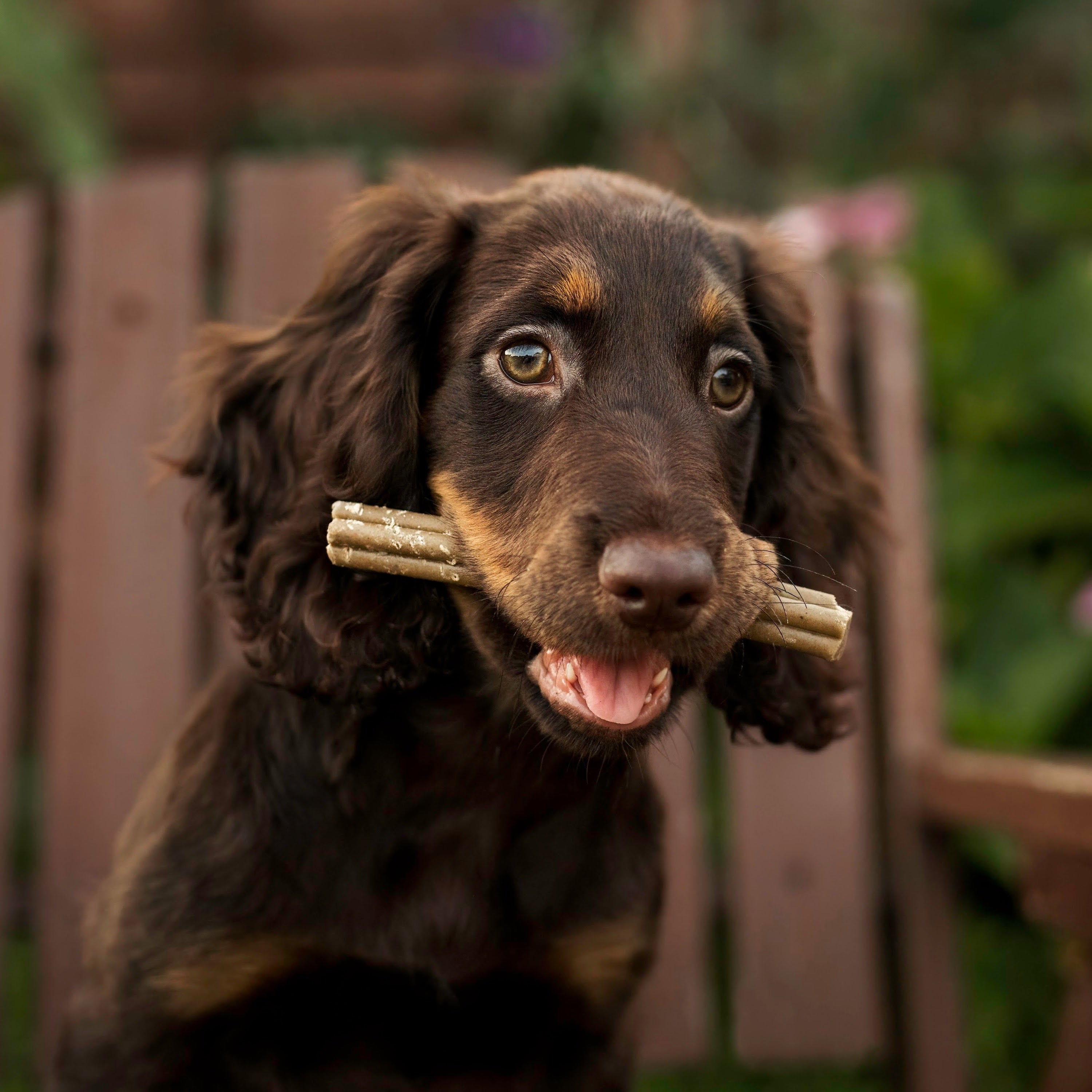 Pumpkin Spiced Latte Dental Sticks
