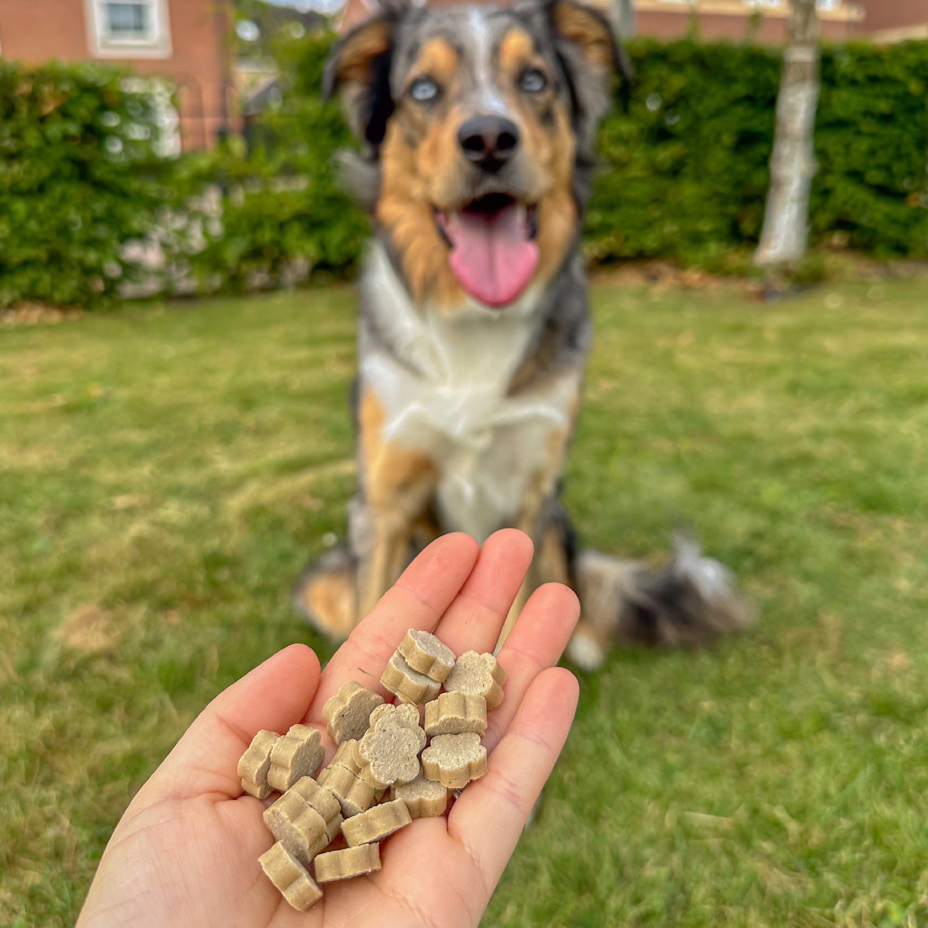 Pumpkin Spiced Latte Healthy Bites