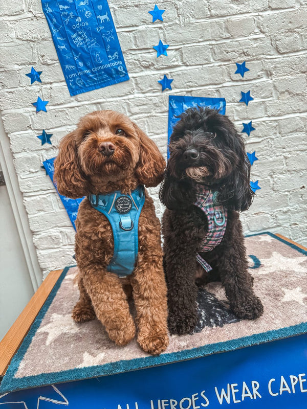 Two dogs at the Battersea launch party