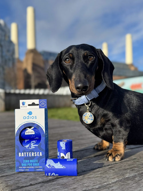 Dachshund at Battersea Power Station with Battersea bags