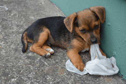 Are Baby Wipes Okay to Use on Dogs?
