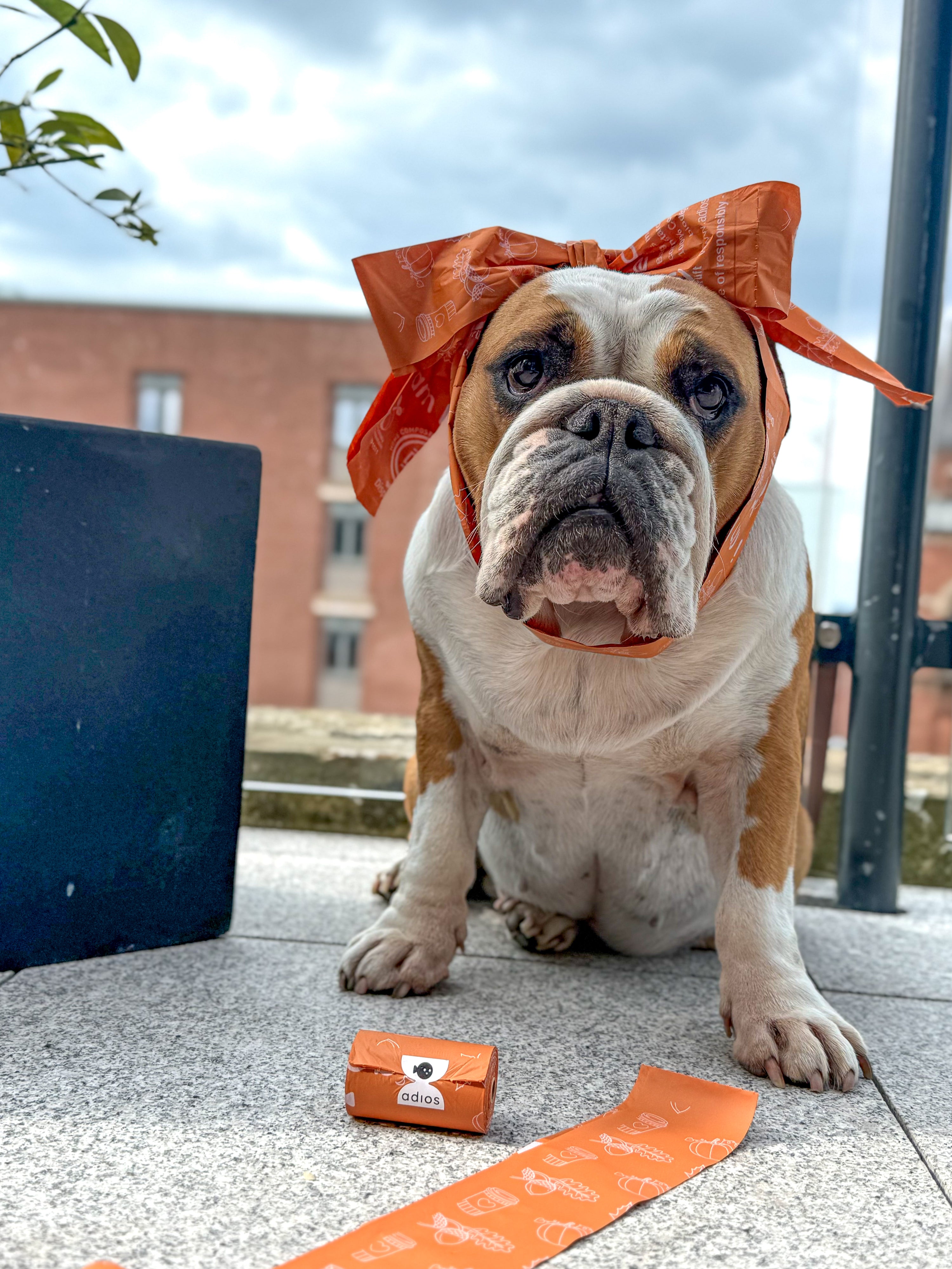 Autumn Compostable Dog Poo Bags (Limited Edition 2025) 🍂