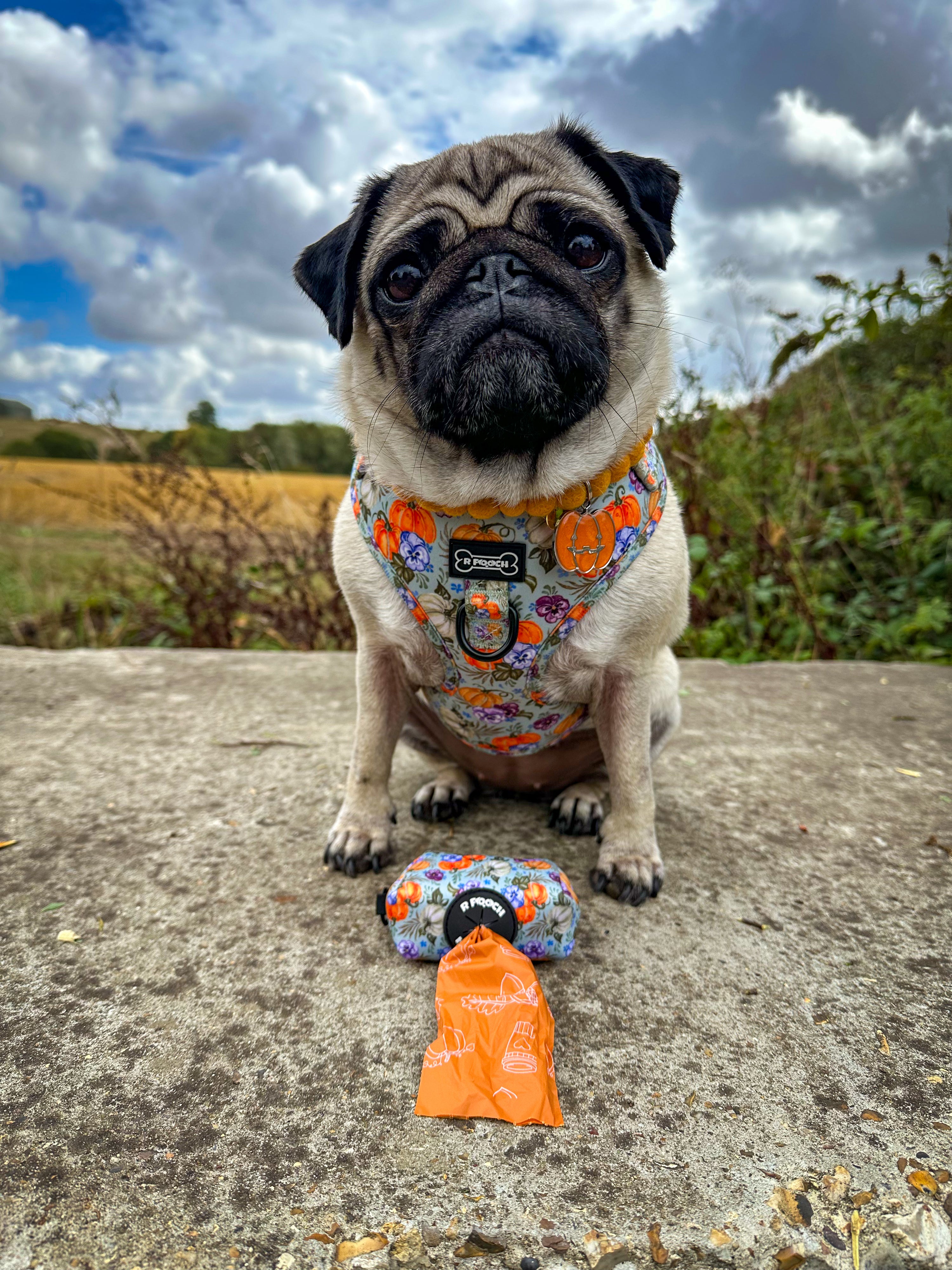 Autumn Compostable Dog Poo Bags (Limited Edition 2025) 🍂