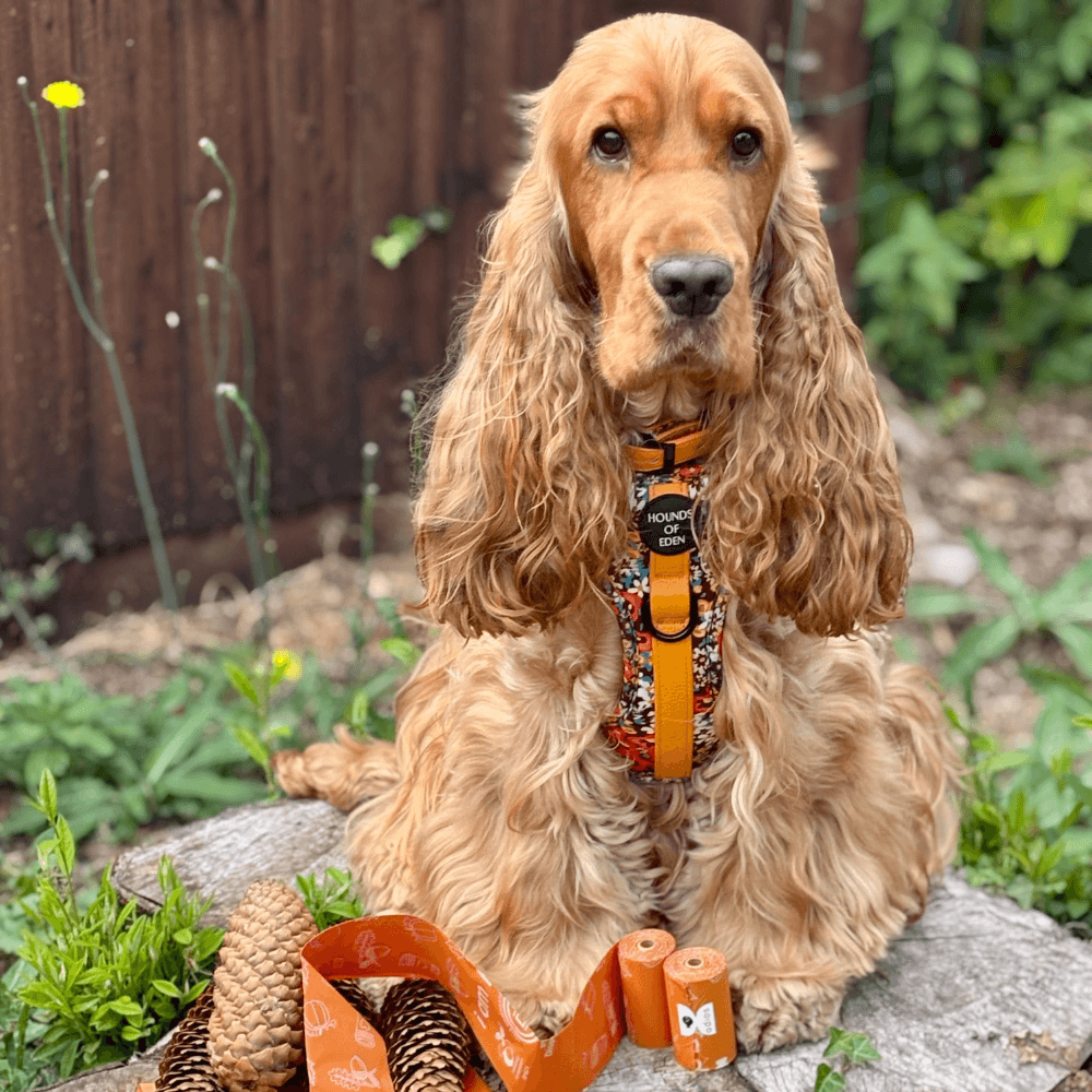 Autumn Compostable Dog Poo Bags 🍂