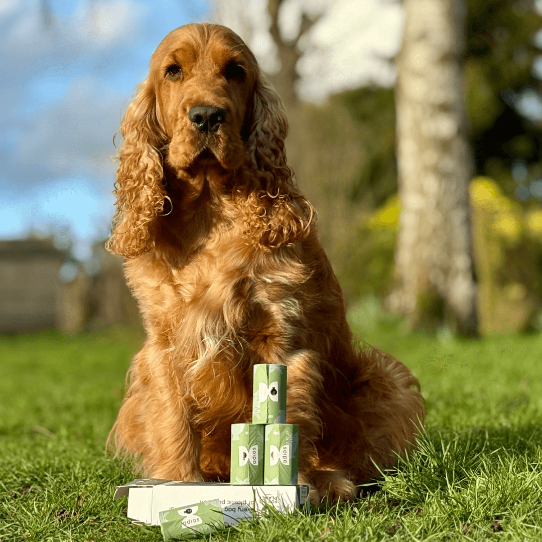 Spring - Compostable Dog Poo Bags 🐇 2026 drop