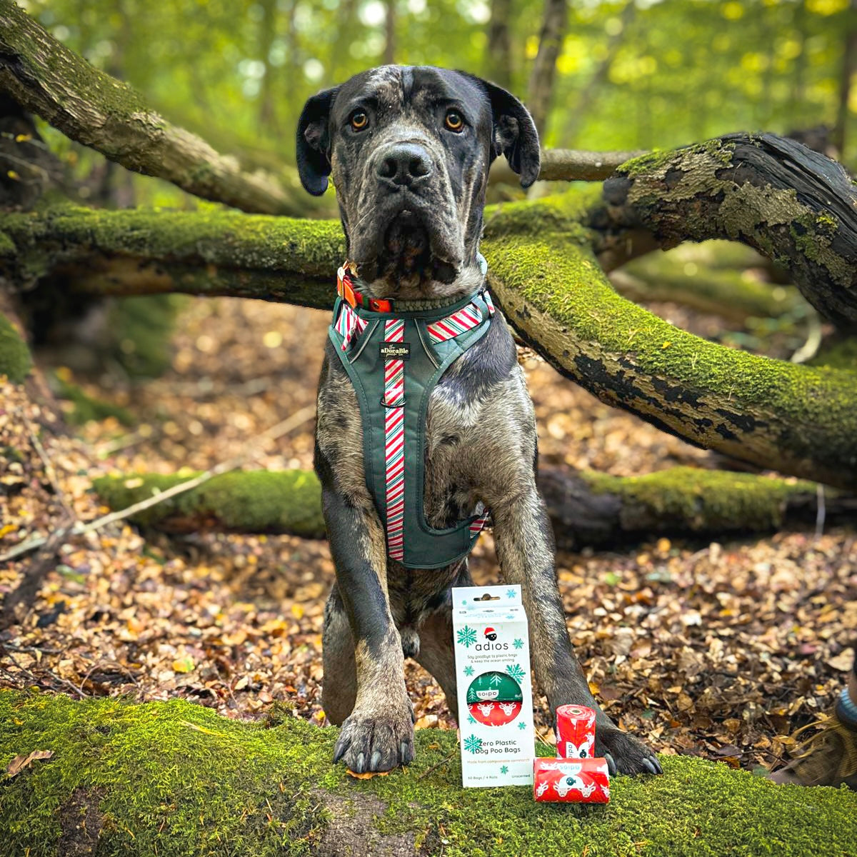 Christmas Compostable Dog Poo Bags