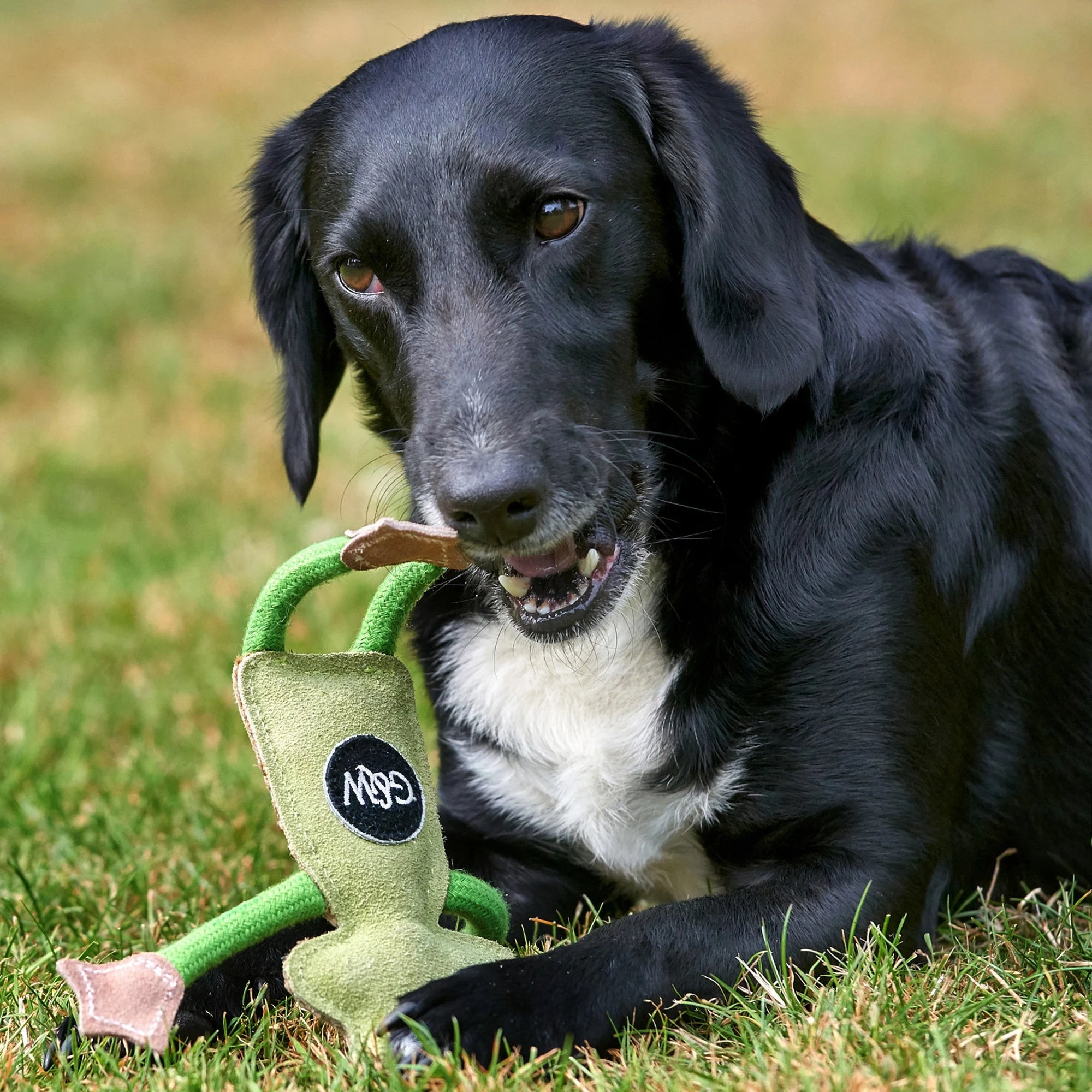 Francois Le Frog, Eco Dog Toy