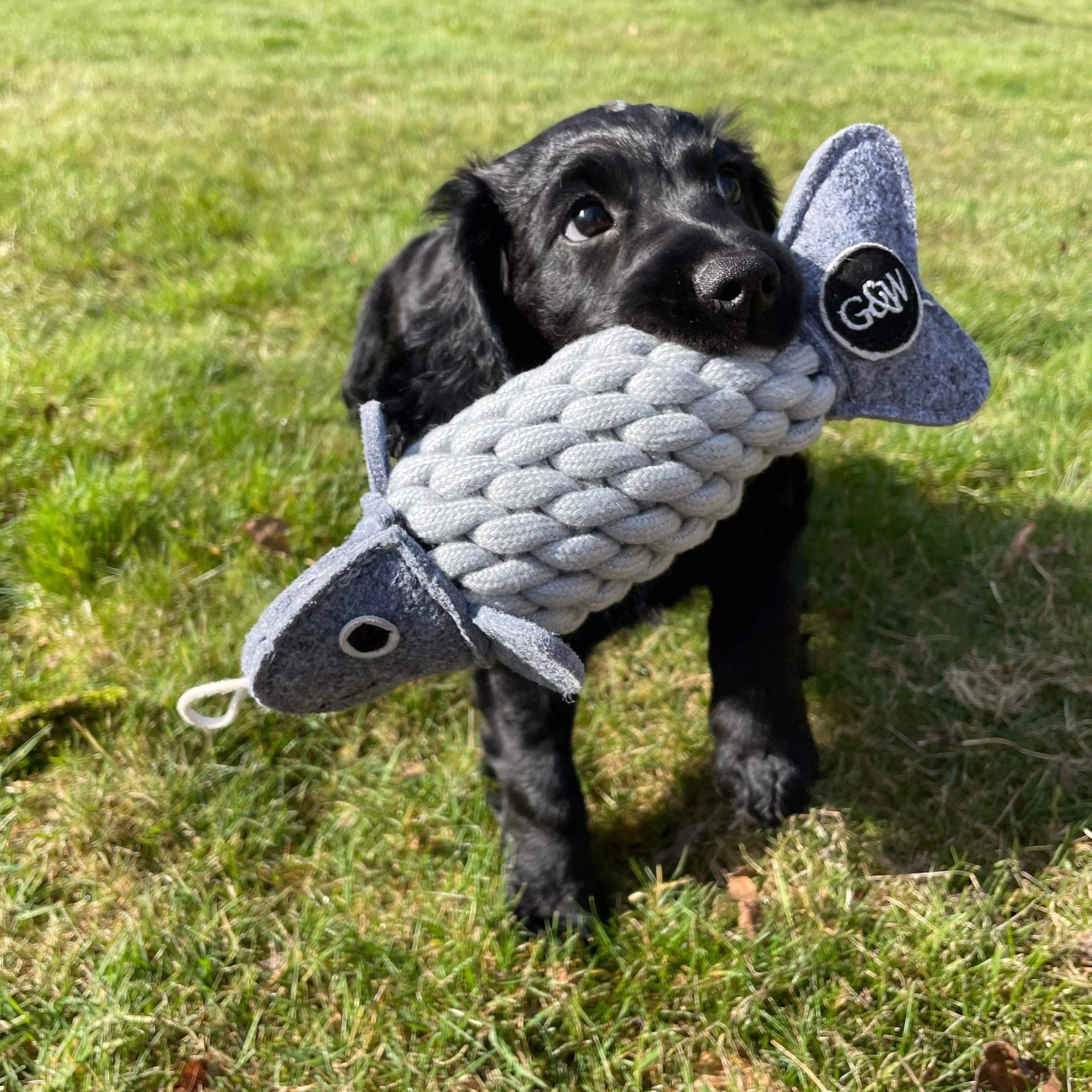 Roger the Ropefish, Eco Dog Toy