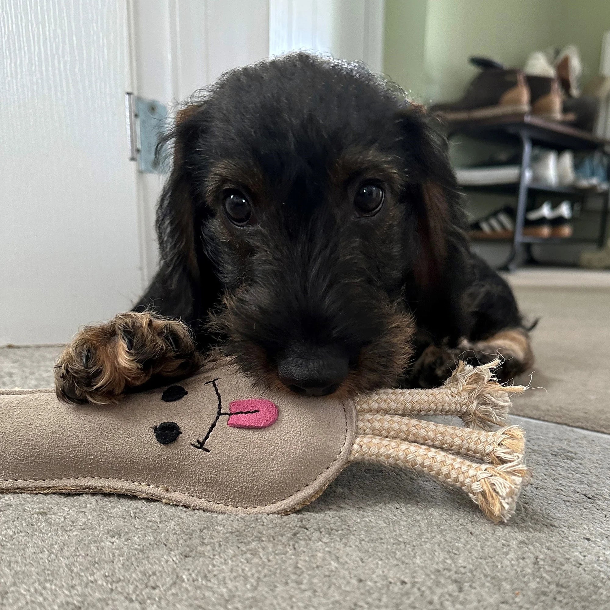 Lenny the Leek, Eco Dog Toy