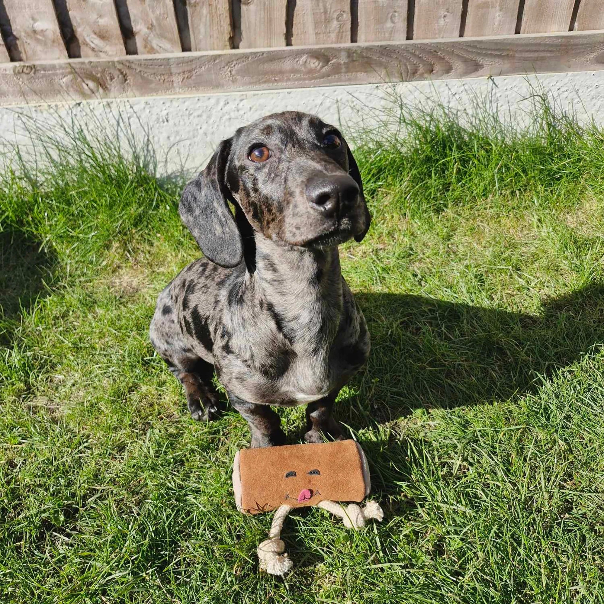 Pam au Chocolat, Eco Dog Toy