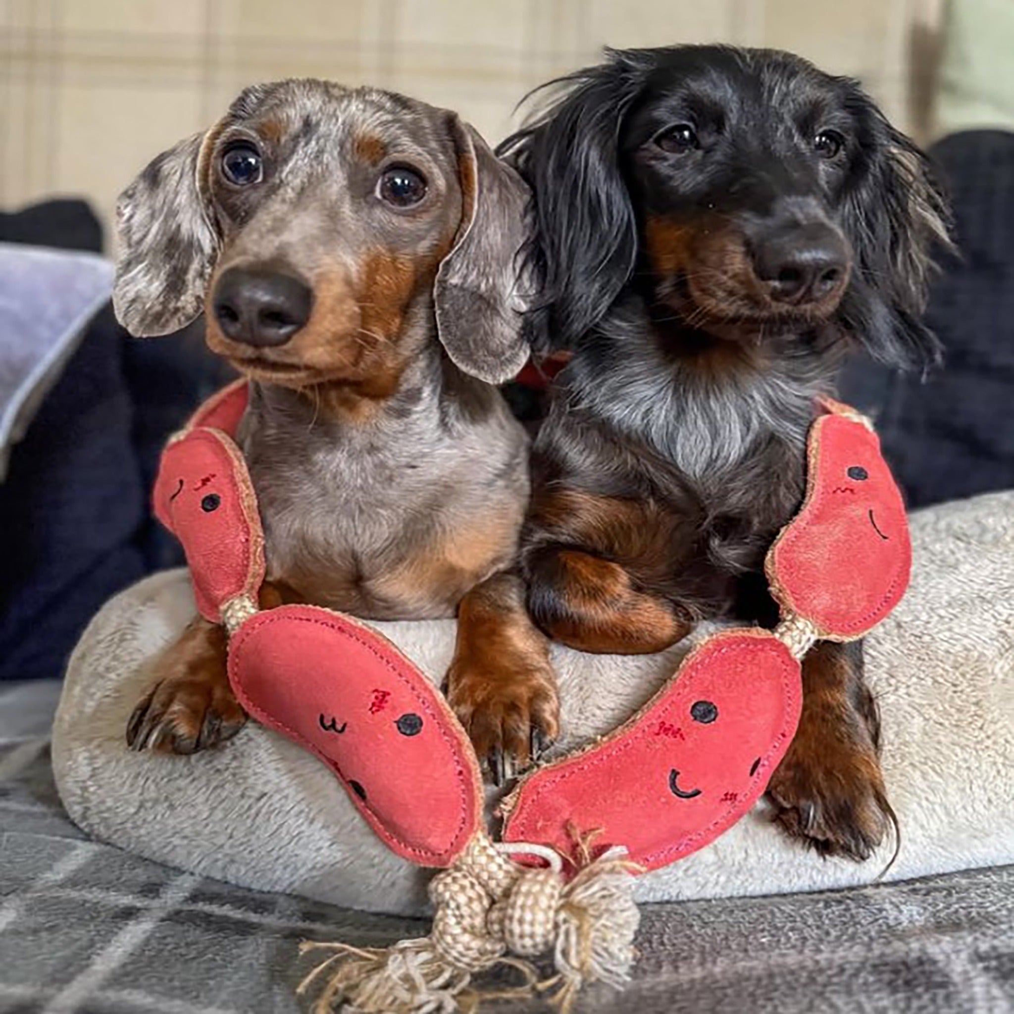 The Sizzle Sisters, Eco Dog Toy