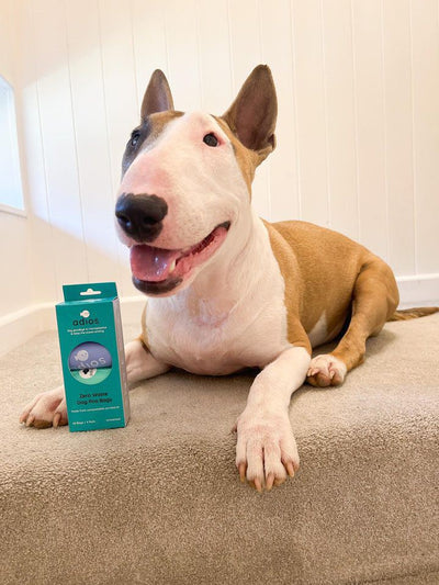 Bull terrier next to a box of Adios poo bags