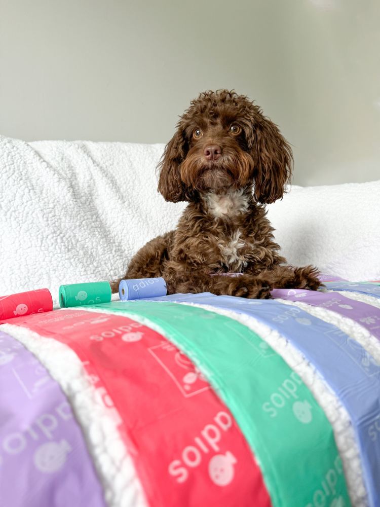 Chocolate cockapoo behind unrolled rainbow Adios poo bags