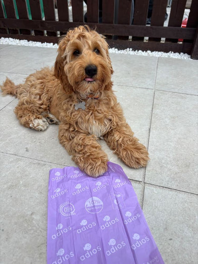 Cockapoo with a lilac Adios poo bag