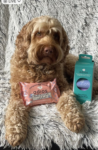 Cockapoo with Adios pet wipes and poo bags