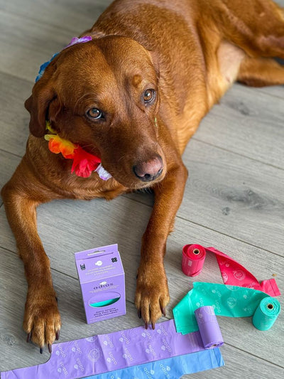 Labrador with Adios poo bags with handles