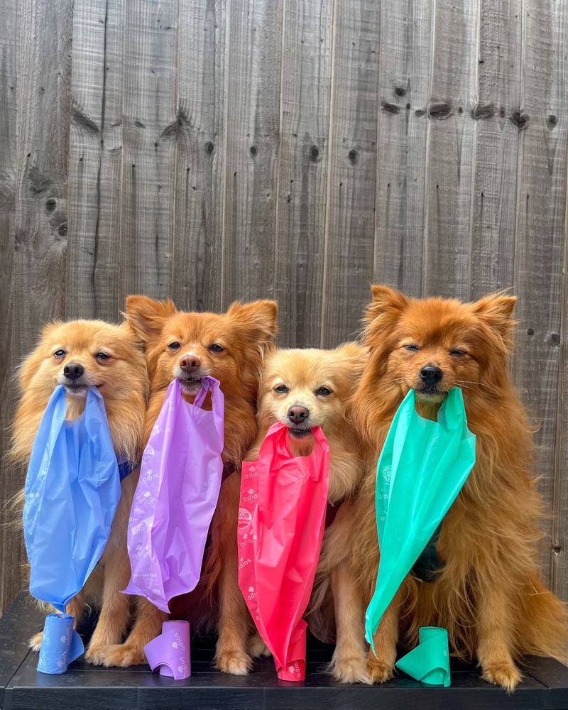 Four Pomeranians each holding a different coloured Adios poo bag
