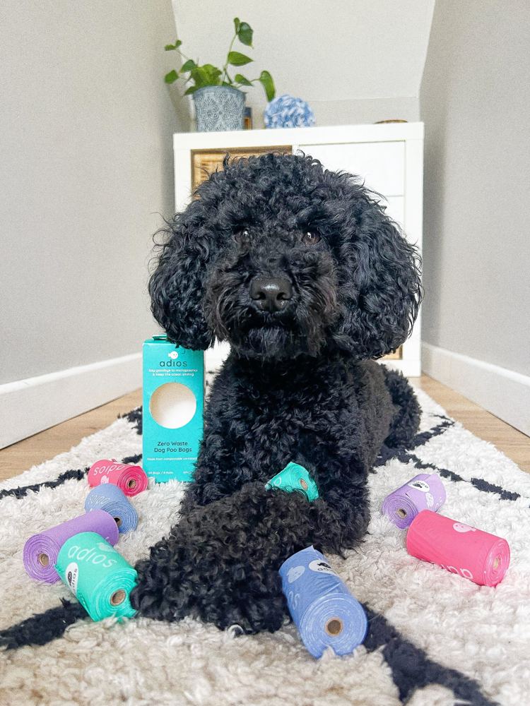 Black poodle surrounded by colourful Adios poo bag rolls