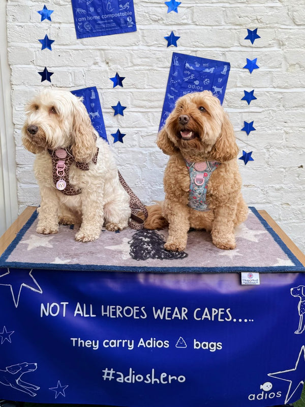 Cockapoos at the Adios x Battersea launch party