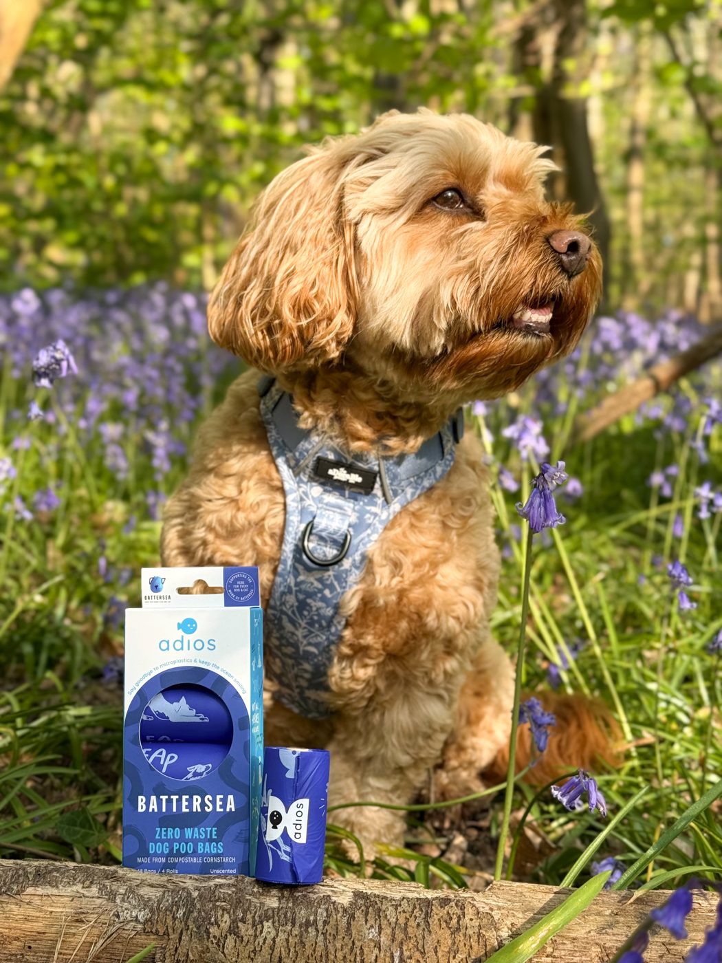 Cockapoo in bluebells with Battersea bags