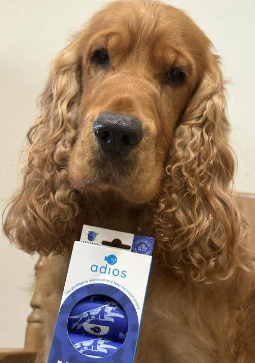 Spaniel with a box of Battersea bags