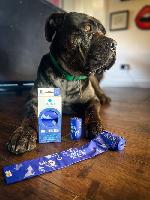 Staffy with Battersea bags