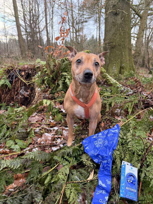 Terrier in the woods with Battersea bags